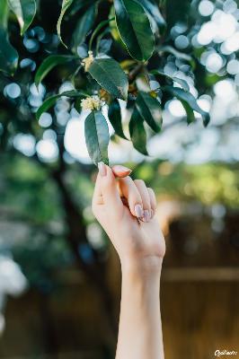 黄雀电视剧全集免费观看高清版